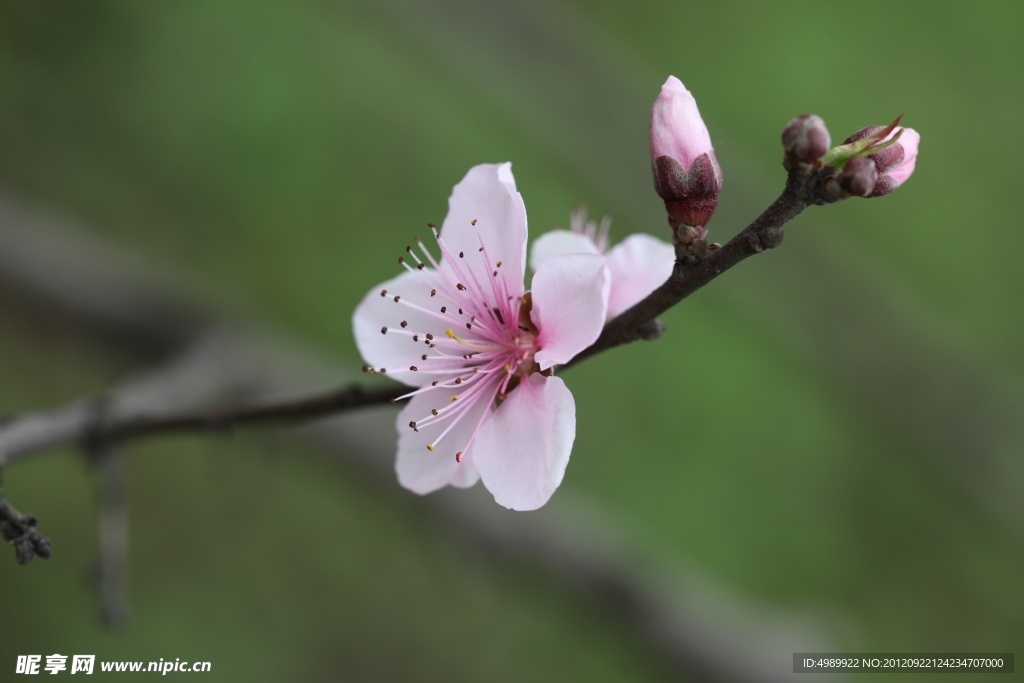 桃花