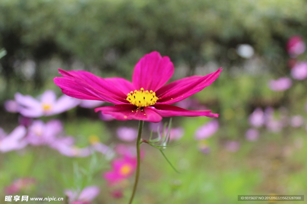 格桑花