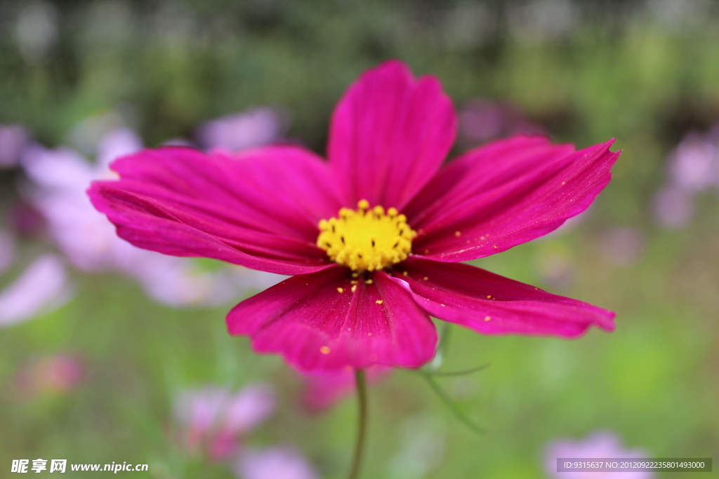 格桑花