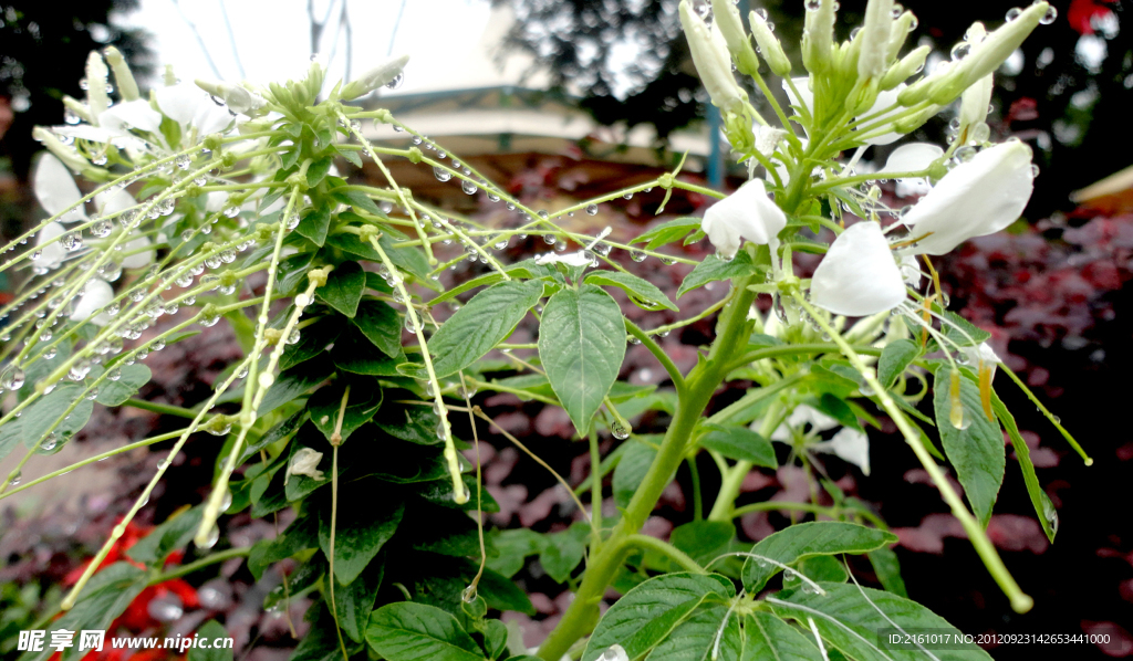 醉蝶花