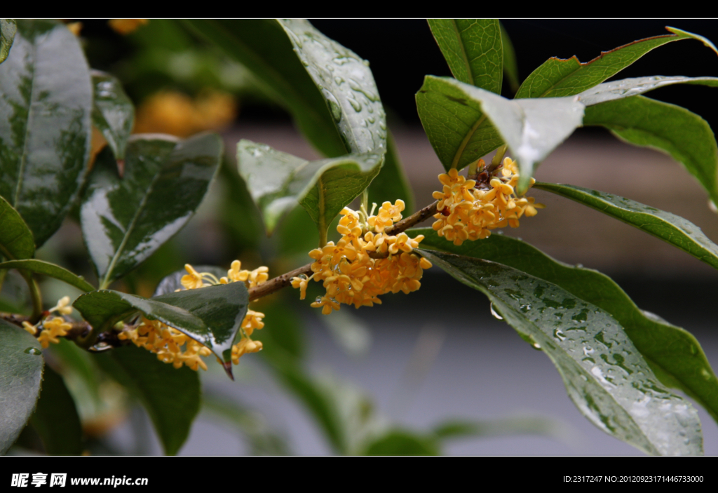 桂花