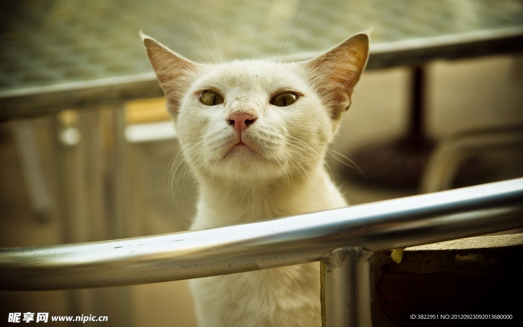 小猫