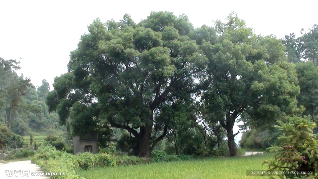 香樟树