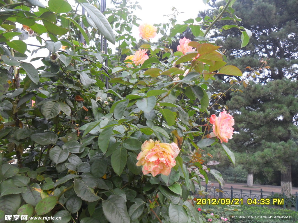 北戴河月季花