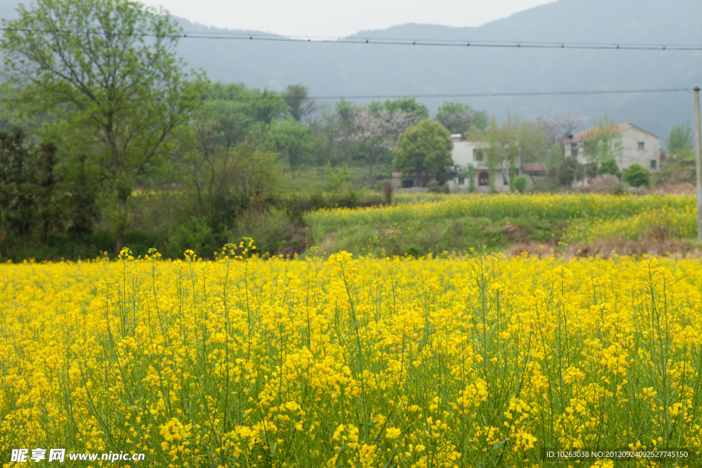 油菜花