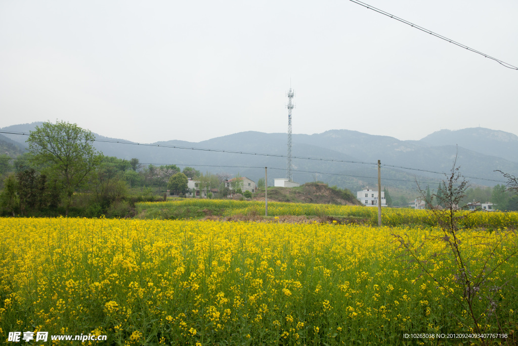 油菜花成片