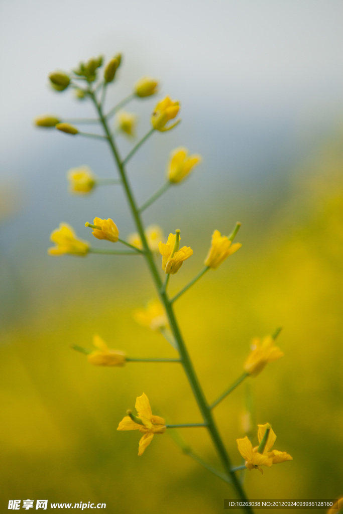 油菜花特写