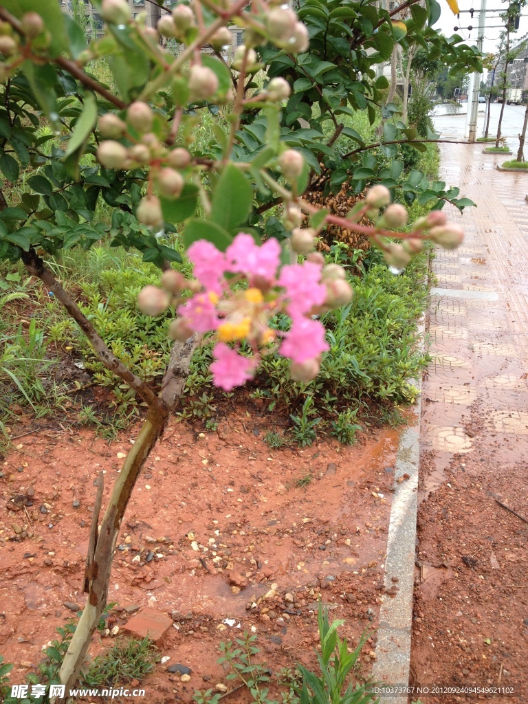 雨中的花