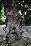 榕树 泉州开元寺