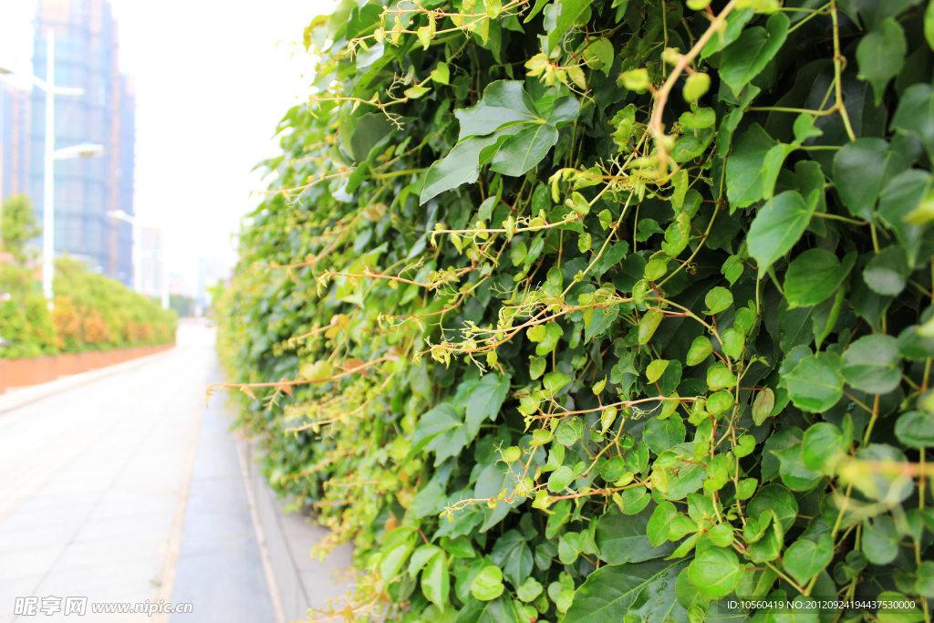 花墙 植物墙