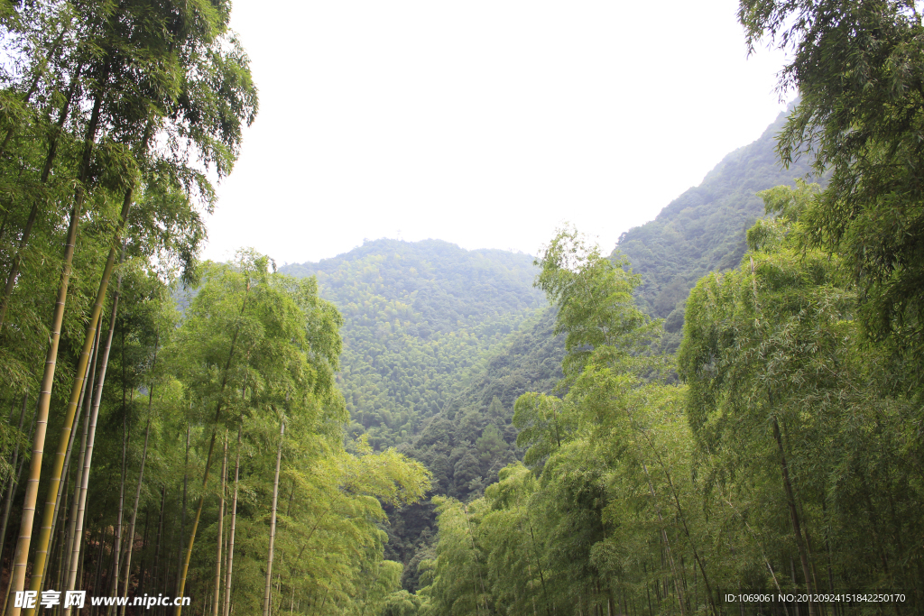 白水涧竹林