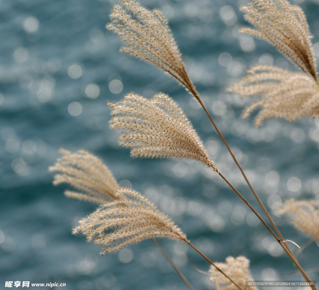 野草