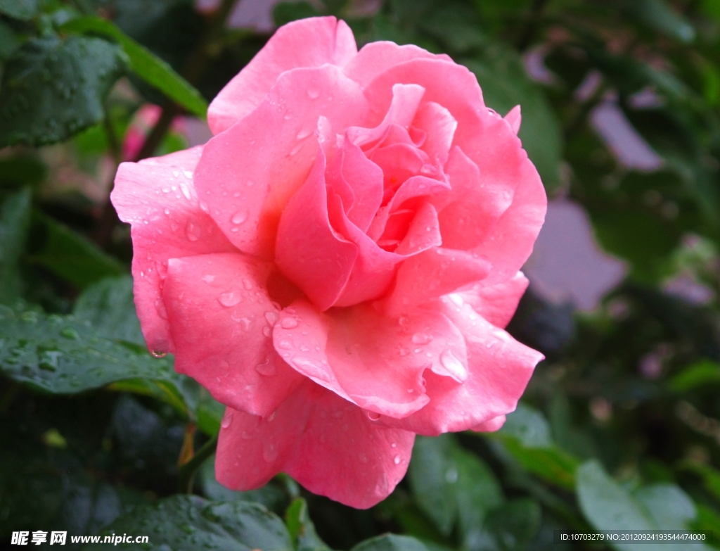 月季花