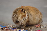 流浪猫