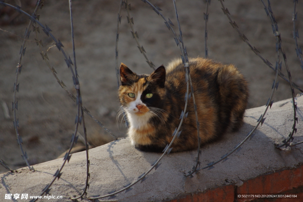 流浪猫