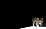 猫咪