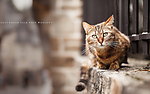 猫咪