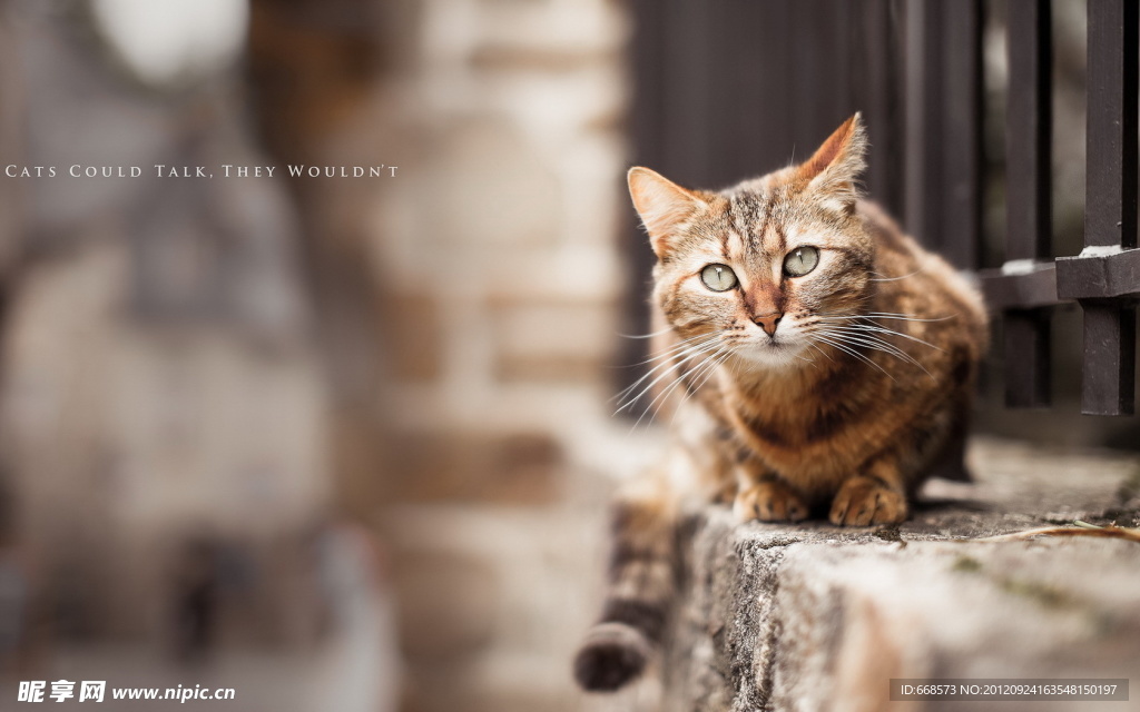猫咪