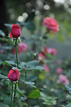 月季花