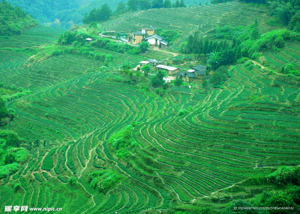 茶园