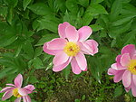 粉红色芍药花