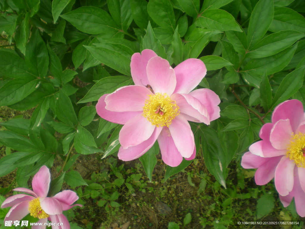 粉红色芍药花