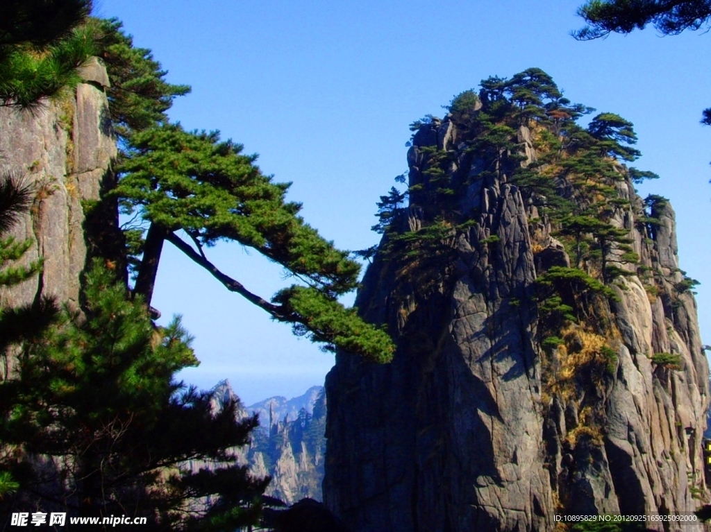 黄山送客松