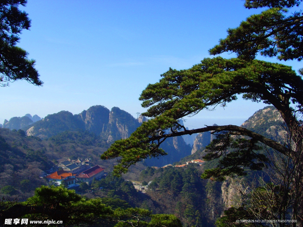 黄山松