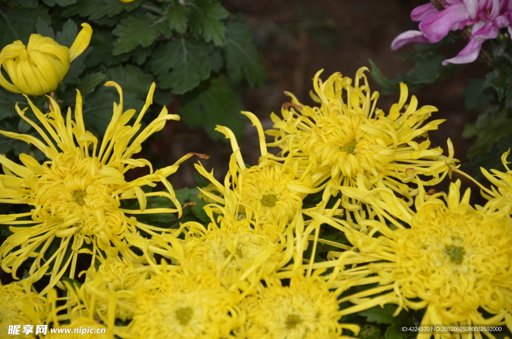 菊花