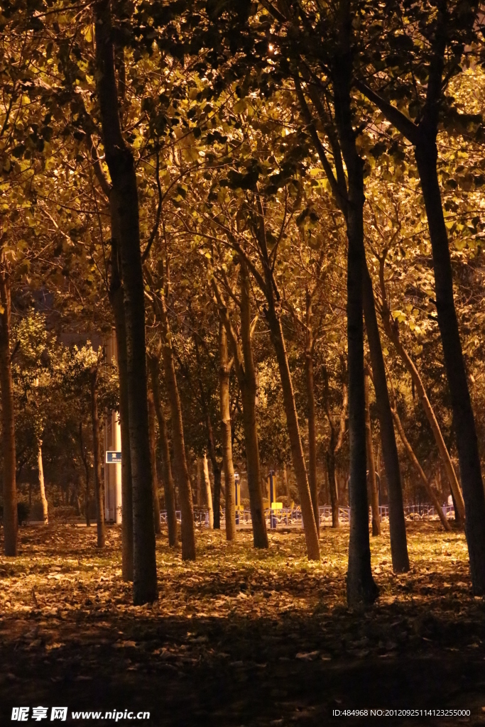 树林夜景