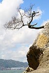 海边树