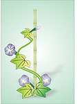 牵牛花