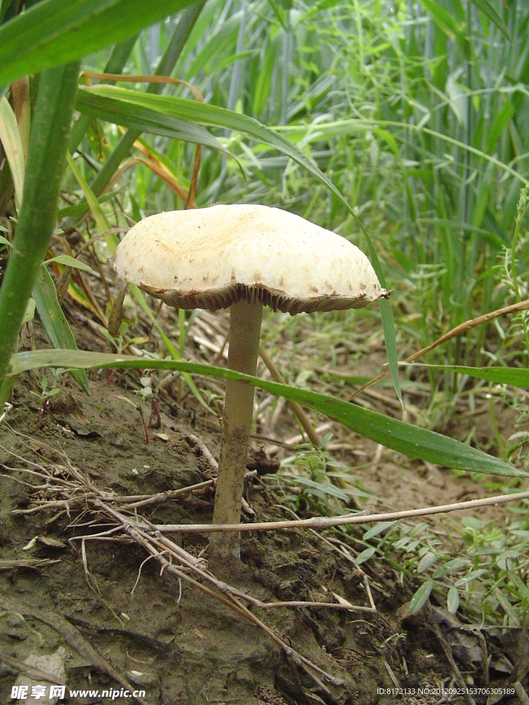 小小的蘑菇