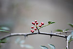 花椒
