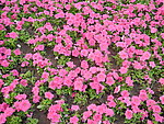 牵牛花