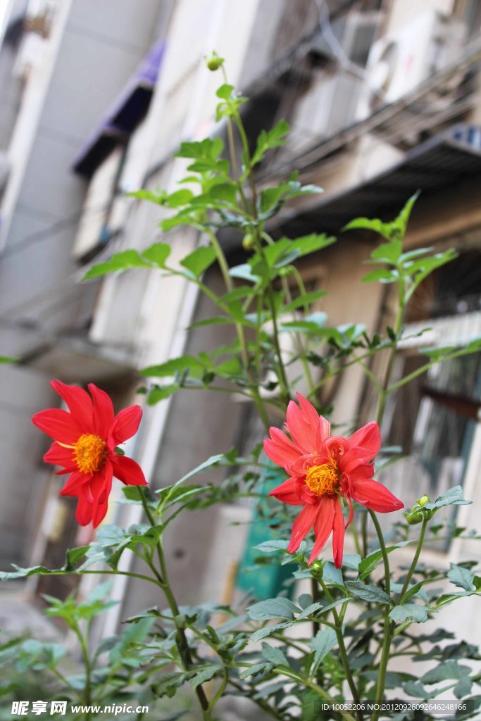芍药花