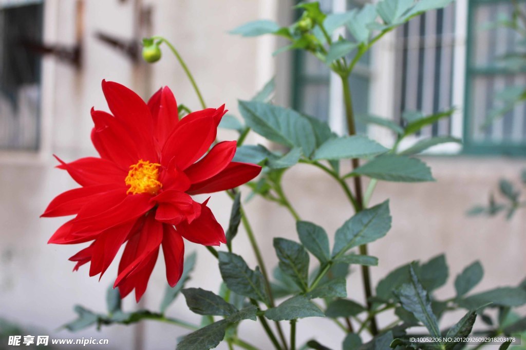 芍药