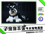宠物摄影海报