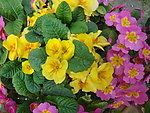 黄花