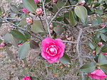 茶花