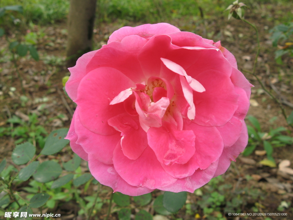 月季花
