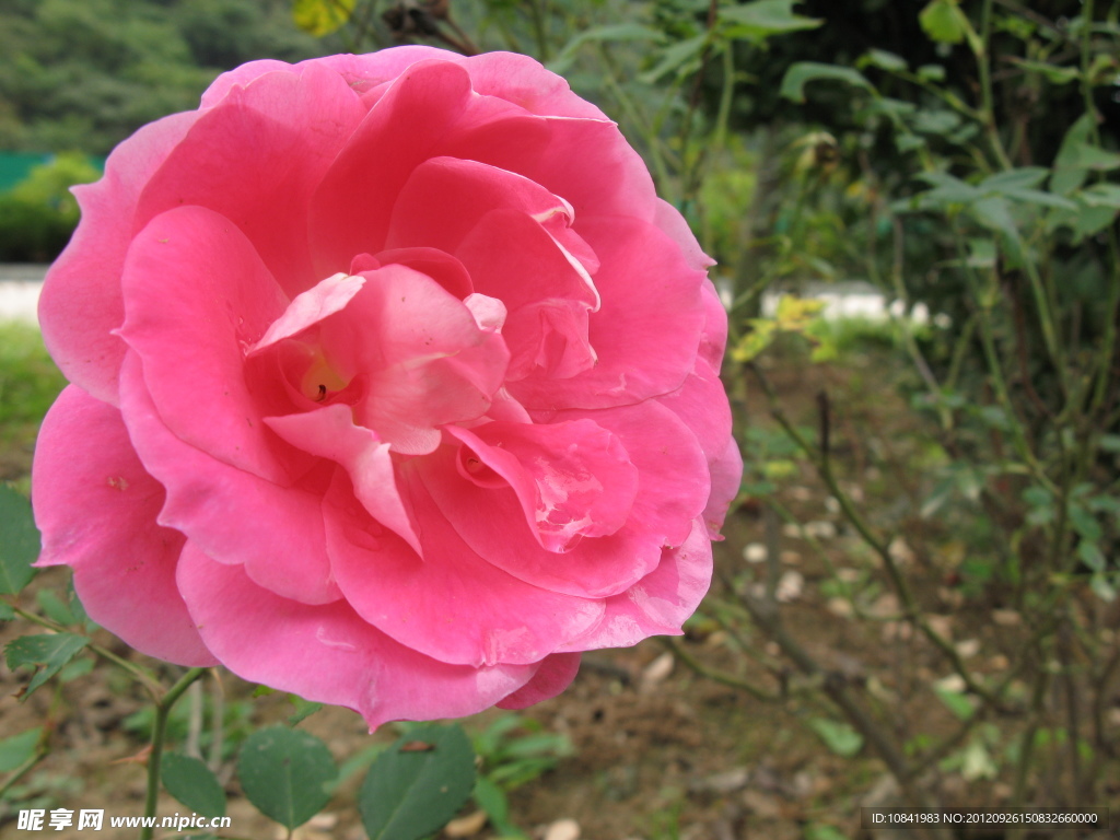 月季花