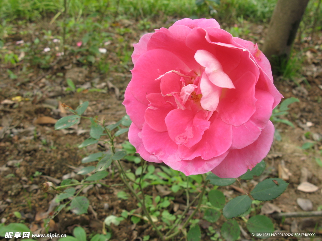 月季花