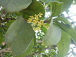 桂花