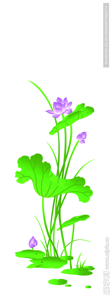荷花