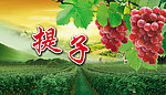 提子包装