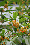 桂花