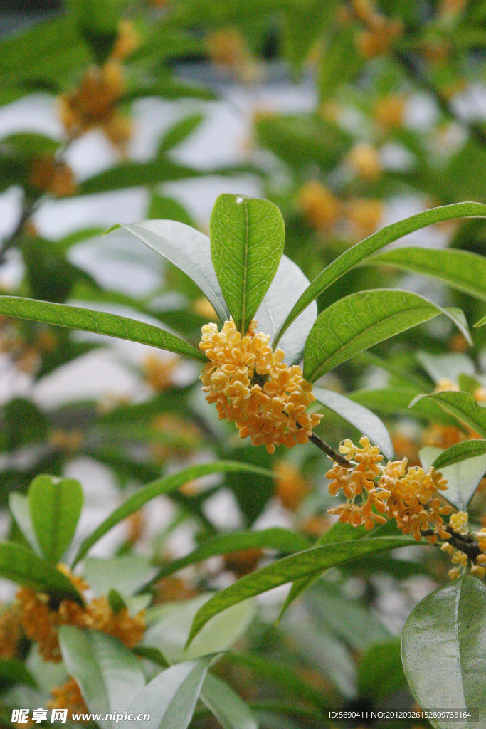 桂花