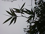 竹子