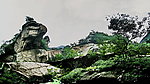 老树风光